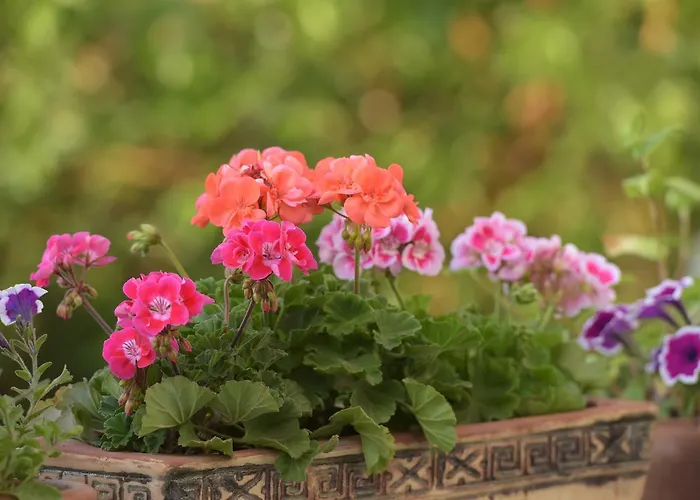 Oda ve Kahvaltı ılya şırınce